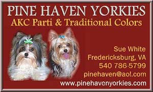 Pine Haven Yorkies