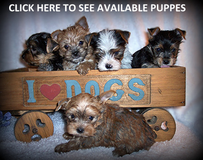 Available Puppies Blog