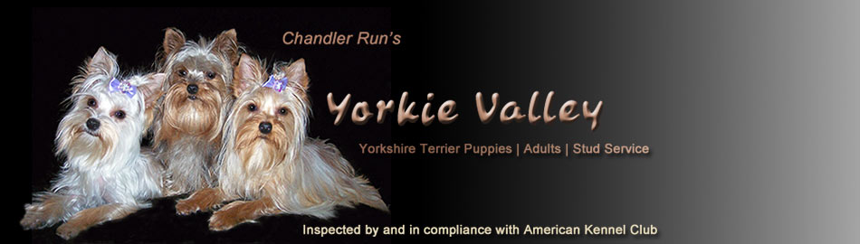 Yorkie Valley