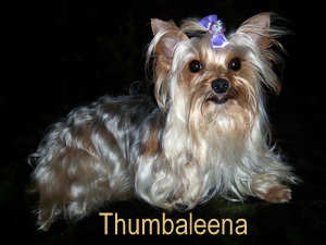 Thumbaleena