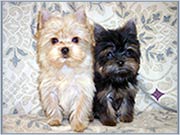 Yorkie Color Varieties