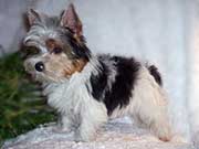 Yorkie Color Varieties