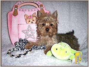 Yorkie Puppies